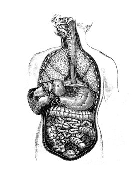 Illustration of internal organs of a man in a cut in a vintage book Home treatment technique, V. Kaminskiy, 1897