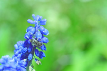 春の花～ムスカリとミツバチ