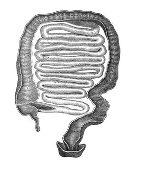 Illustration of intestines in a vintage book Hygiene course, S. Vishnevskiy, 1886