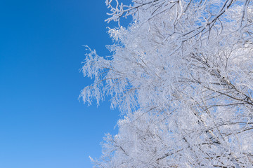 Beautiful russian winter frosty day  in the countryside  under blue sky with snowy fields and icy trees.