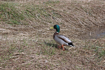 청둥오리 한마리