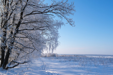 Fototapeta na wymiar Beautiful russian winter frosty day in the countryside under blue sky with snowy fields and icy trees.