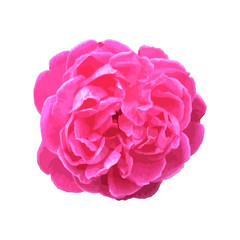 A closeup of pink rose flower isolated on plain white background.