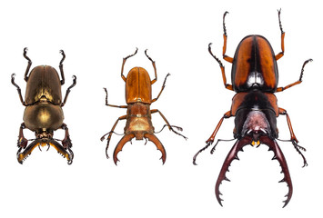 beetles collection isolated on white background with clipping paths