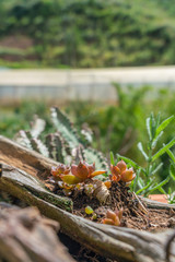 Vertical photo of beautiful succulents in sunny day