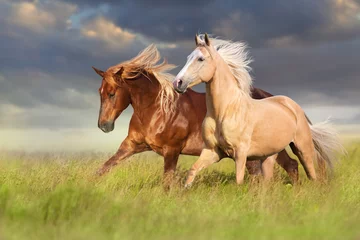 Fotobehang Paard Rood en palomino paard met lange blonde manen in beweging op het veld