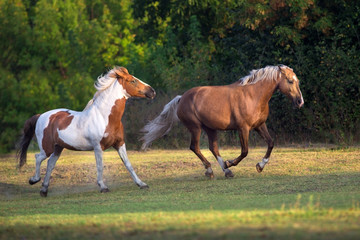Piebald and palomino horse run gallop on meadow
