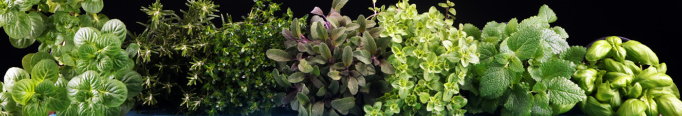 Homegrown and aromatic herbs on rustic background with rosemary and basil