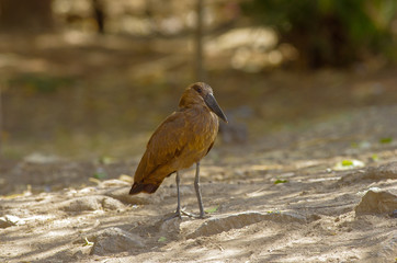 Wild bird close to the lake in Ethiopia, February 2019