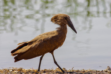 Wild bird close to the lake in Ethiopia, February 2019