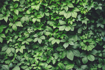 Hedge of big green leaves in spring. Green fence of parthenocissus henryana. Natural background of girlish grapes. Floral texture of parthenocissus inserta. Rich greenery. Plants in botanical garden.