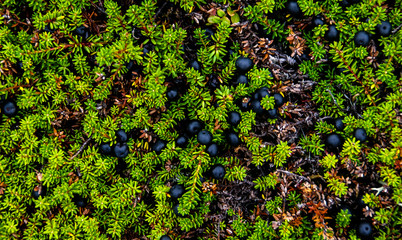 crowberry