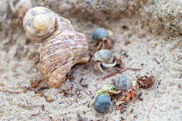 The group of colorful hermit crabs with shell on the sandy beach in the sunny day. 