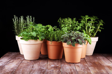 Homegrown and aromatic herbs in old clay pots on rustic background