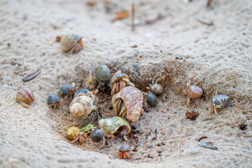 The group of colorful hermit crabs with shell on the sandy beach in the sunny day. 