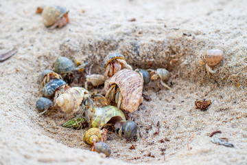 The group of colorful hermit crabs with shell on the sandy beach in the sunny day. 