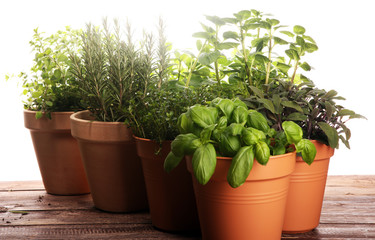 Homegrown and aromatic herbs in old clay pots on rustic background