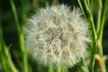Fototapeta premium Wildlife, flowers, animals, birds, insects, sky, sunset, swans, grass, river, water