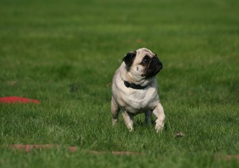 Fototapeta premium Mops