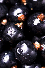 Macrophotography of blackcurrants with waterdrops. Wallpaper idea, fresh vitamin food