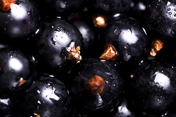 Macrophotography of blackcurrants with waterdrops. Wallpaper idea, fresh vitamin food