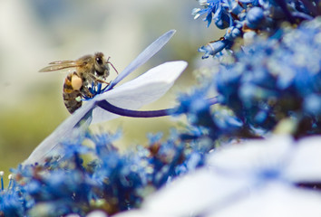  Bee