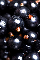 Macrophotography of blackcurrants with waterdrops. Wallpaper idea, fresh vitamin food