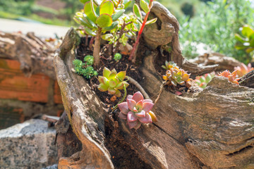 Beautiful tiny succulents on a wooden log