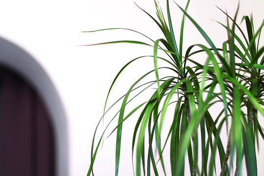 Dracaena edged (Latin Dracaena marginata) in a classic interior. This plant is also called "Dragon Mahogany". Selective focus, blur.