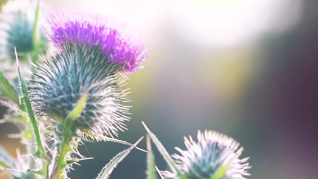 Burdock flowers, buds and leaves growing in herbal garden. Blooming medical plant burdock (Arctium lappa, greater burdock, edible burdock, beggar's buttons, thorny burr) in slow motion, 4K UHD video