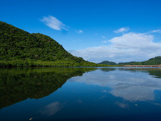 Fototapeta na wymiar 西表島のマングローブ林と川