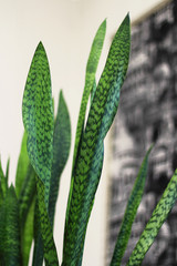 The flower Sansevieria three-lane (lat. Sansevieria trifasciata) in a classic interior. Selective focus.