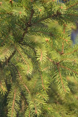  Wildlife, flowers, animals, birds, insects, sky, sunset, swans, grass, river, water