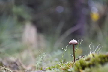 Hongo en bosque © remediosdesign