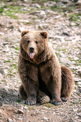 brown bear shows his tongue