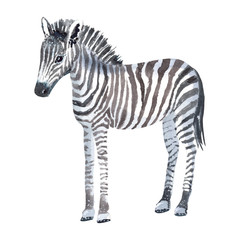 Fototapeta na wymiar Hand painted zebra in watercolor on a white background.