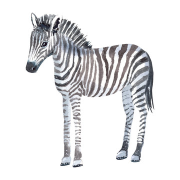 Hand painted zebra    in watercolor on a white background.
