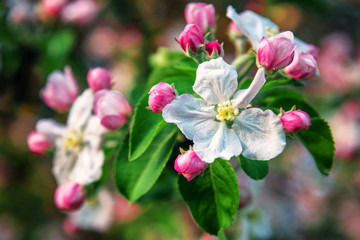 new apple blossom