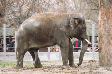 young active african elephant at the zoo. An active herbivore elephant during the rut period, in the spring wants love and is looking for a female. Close-up member of the genitalia of a large animal