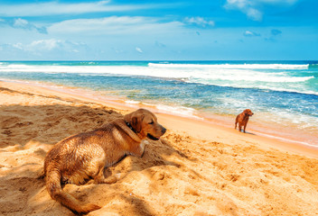 Fototapeta premium two gold retrievers on the beach