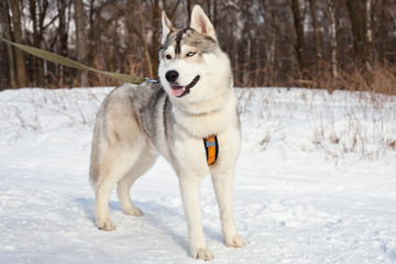 Fototapeta na wymiar Dog breed Siberian husky, for a walk in the winter in the woods.