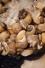 Whelk shellfish at market 