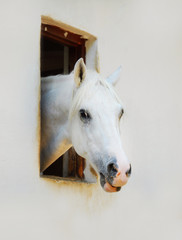 White horse portrait on white background. Looking out of the window