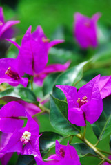 Bright purple flowers on a green background