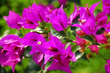 Fototapeta na wymiar Bright purple flowers on a green background
