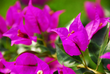 Obraz na płótnie Canvas Bright purple flowers on a green background