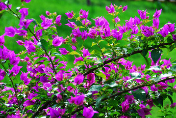 Bright purple flowers on a green background