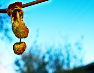 Fruits of a tree hanging on the branch, sky background. Copy space on the right side