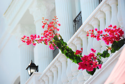 Bougainvillea flowers around a house with a balcony - Powered by Adobe