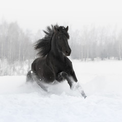 Plakat Black friesian horse with the mane flutters on wind running gallop on the snow-covered field in the winter. Front side view